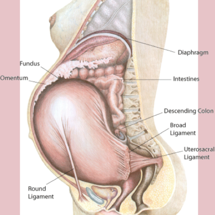 Intra-Uterine Constraint and Chiropractic